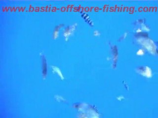 best of saison 2008 BASTIA OFFSHORE FISHING CLUB