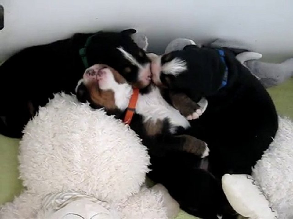 portee-chapxdjazz-2010 - ptit bisou