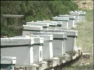 Arıcılık ve Ülke ekonomisindeki Önemi