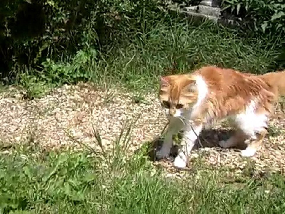 1ère sortie des chatons