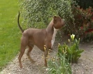 dumpy entend les chats