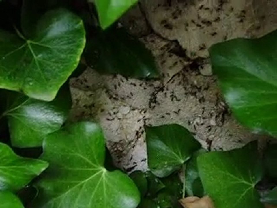 Essaimage massif: Lasius niger