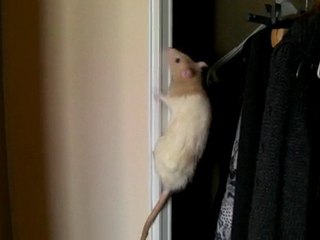 Ali grimpe le long de la porte du placard