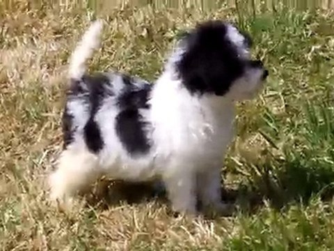 mâle Ecume du 0505 b