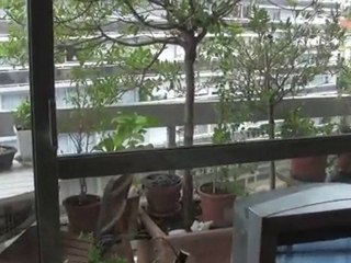 Bilou Et Bagawan test