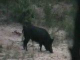 Boggy Creek barrow pit boar