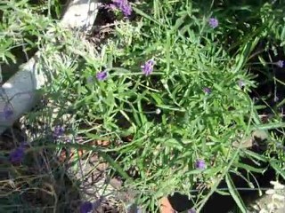 mesdames et messieurs...la cour !