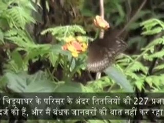 खूबसूरत छतरियाँ Pretty Parasols