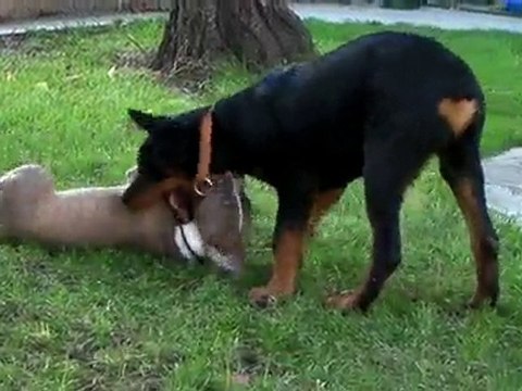 Pti vidéo avec Keyser 2 mois et Ades le rot de 4 mois