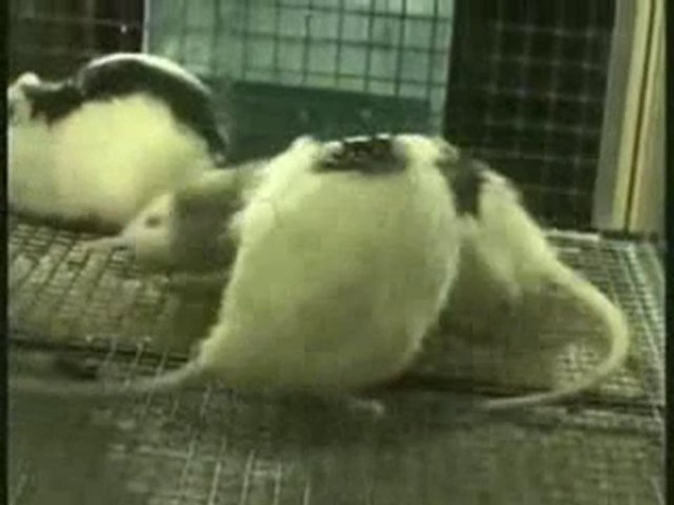 L'expérience des rats plongeurs