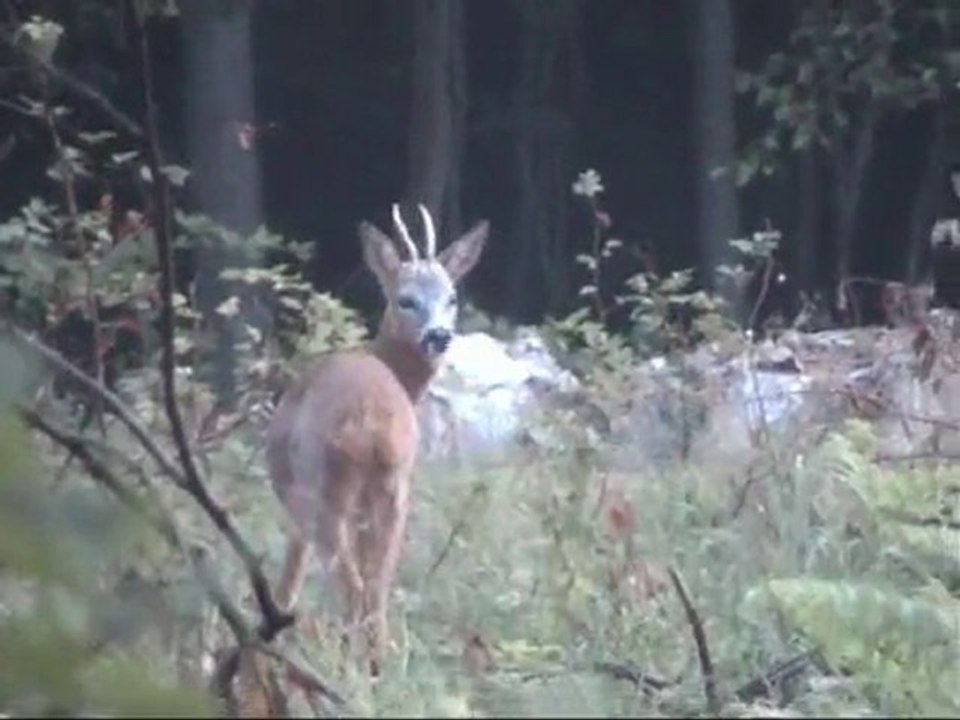 Brocard de 5h35 du matin