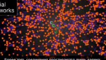 Николас Христакис: Невидимая роль социальных сетей