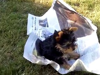 ficelle lit le journal