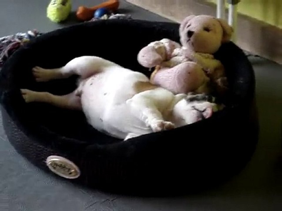 Mon boulis terrorise son panier!