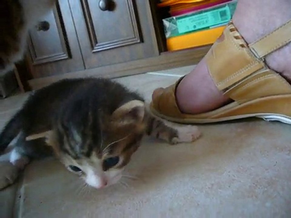 premier pas de chaton ((5)