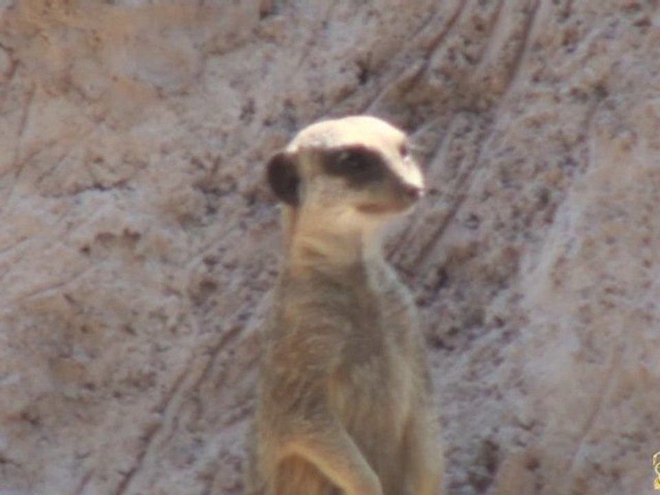 6 suricates arrivent au Zoo de Mulhouse