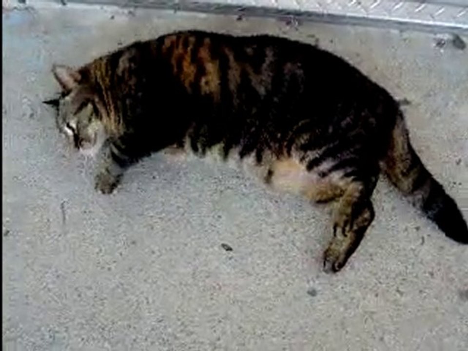 Hoho! Mimi aime le ciment!