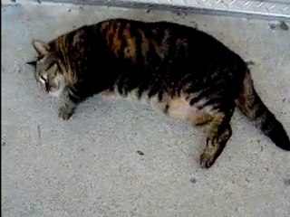 Hoho! Mimi aime le ciment!