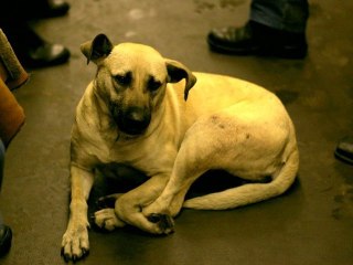 Urban Animal Comparison Shopping