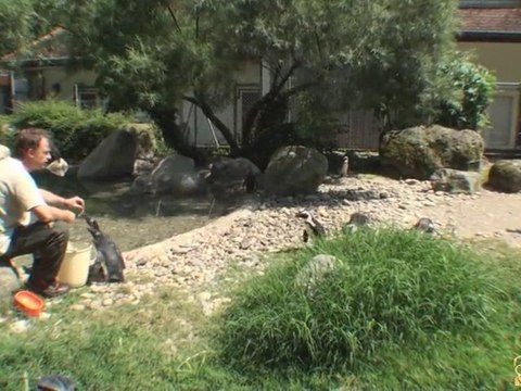 Le Repas des Manchots au Zoo de Mulhouse