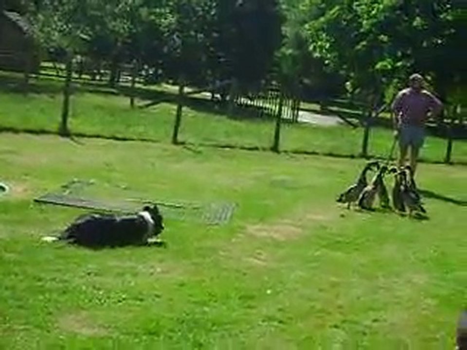 Avez Vous vue Des Canards Faire Du Toboggan!!!!!