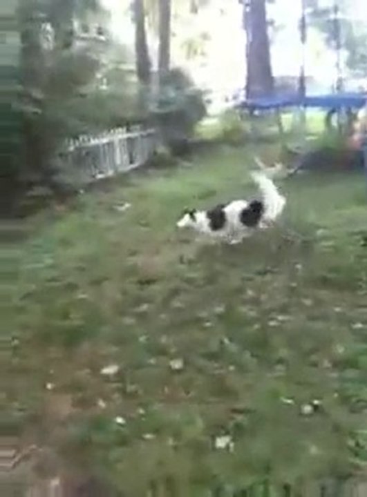 chien freesbee