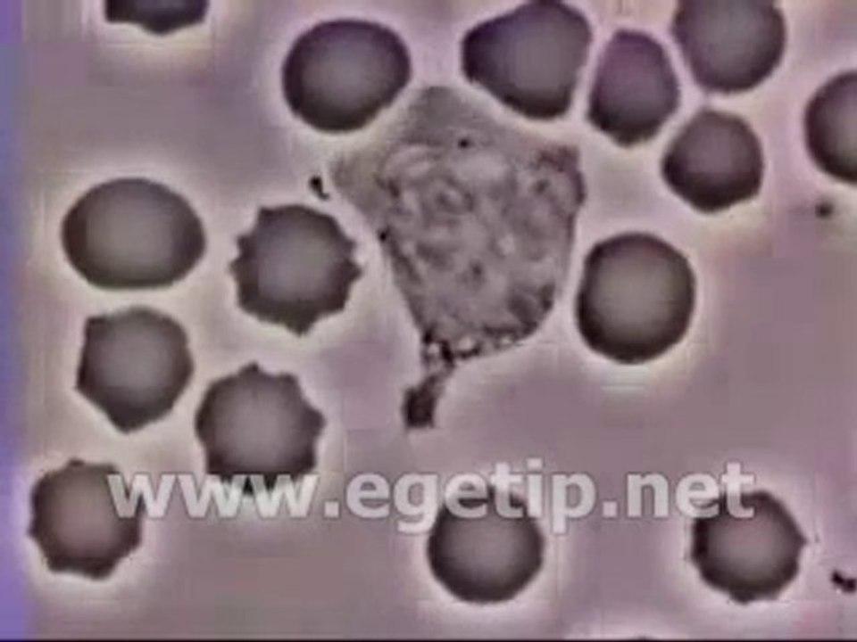 Forum Ege Tıp - Lökosit Bakteriyi Kovalıyor