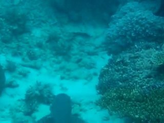 Great Barrier Reef  Australie