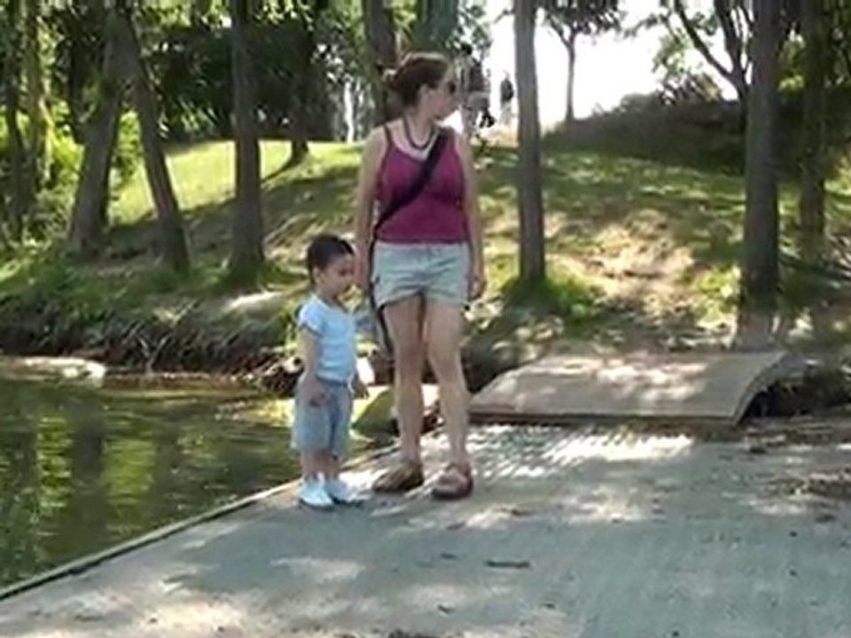 Le cygne des étangs de Cergy