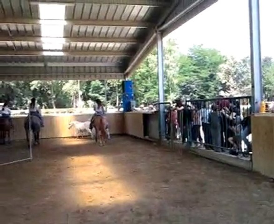 Team Penning avec Caramel