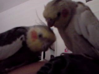 CoCo et PaLoMa 250610