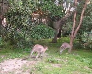 Eastern Grey Kangaroos @ Booderee National Park