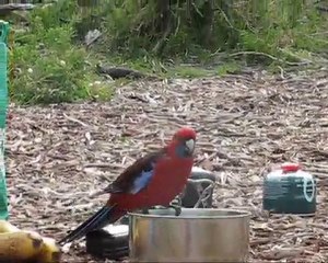 Rosella @ Wilsons Promontory National Park