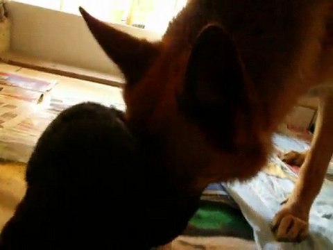 chiots 3 semaines Bellis