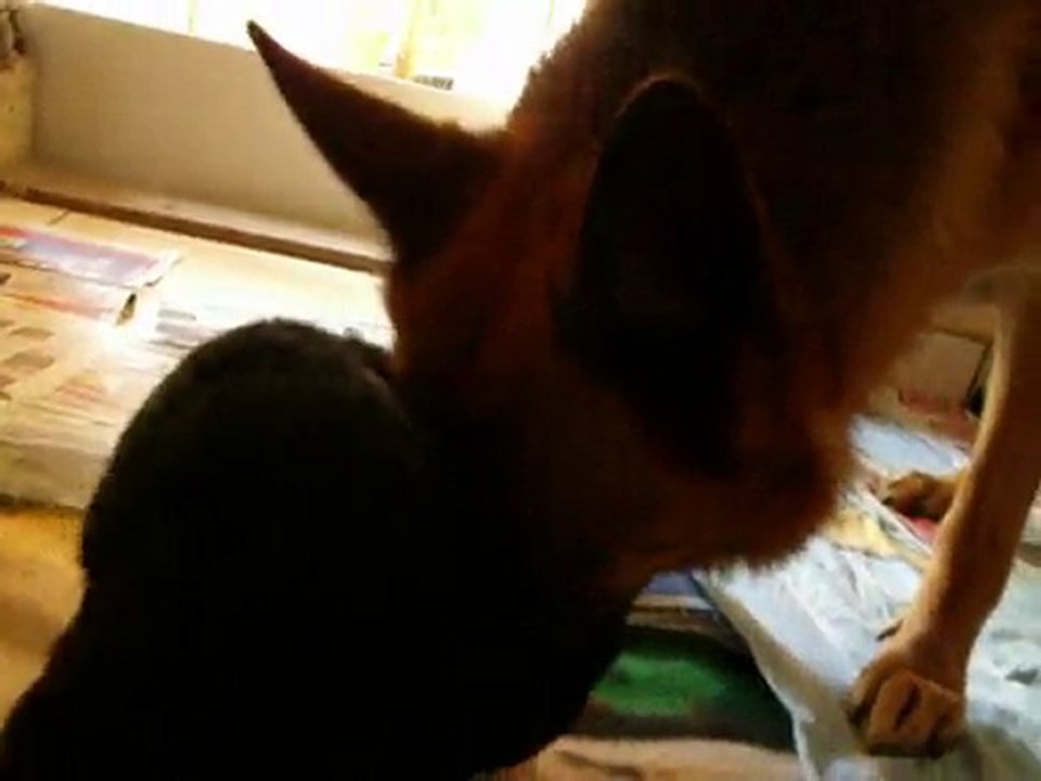 chiots 3 semaines Bellis