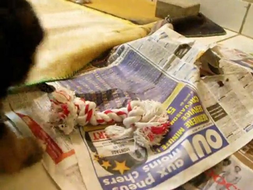 jeu chiots 3 semaines et 2 jours : Bellis