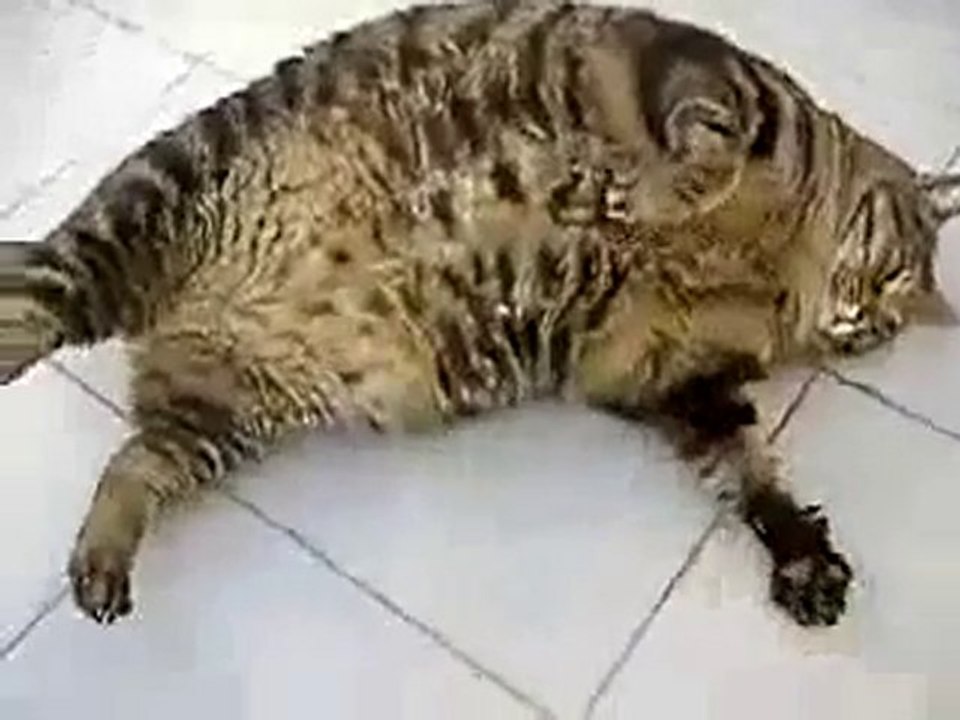 yorgun kedi