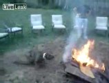 Il cane che impazzisce per il fuoco