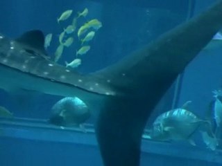 osaka aquarium whale shark
