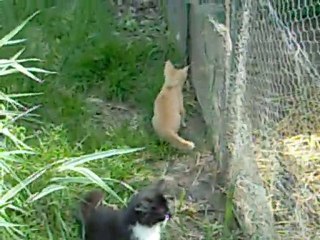 rouquin devant poulailler