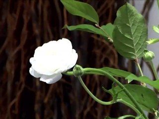 Las figuras florales nos indican el camino