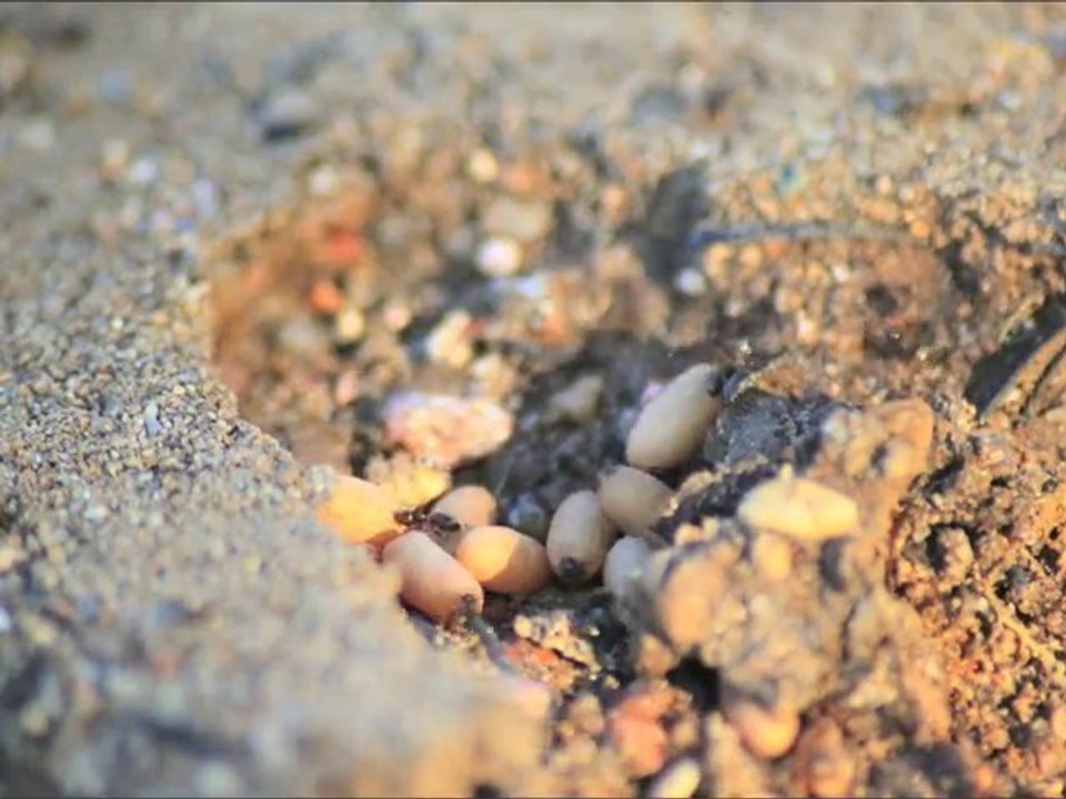 Time lapse fourmis