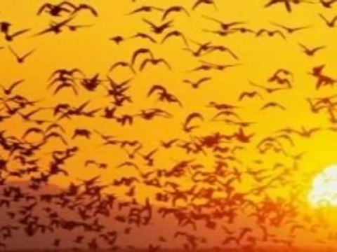 Utanırım Efendim Muhammed Kaya