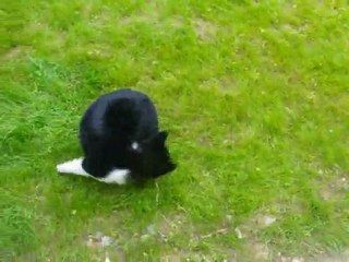 Falco se mord la queue