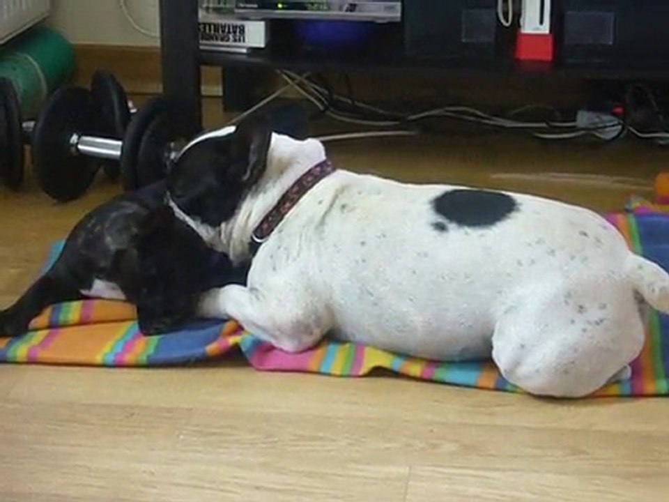 chiot bouledogue français