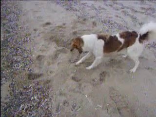 Şirin ve midye . ainaler