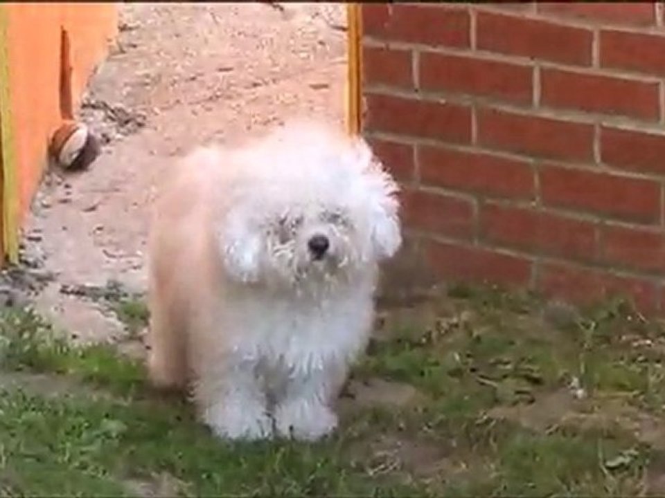 bichons havanais