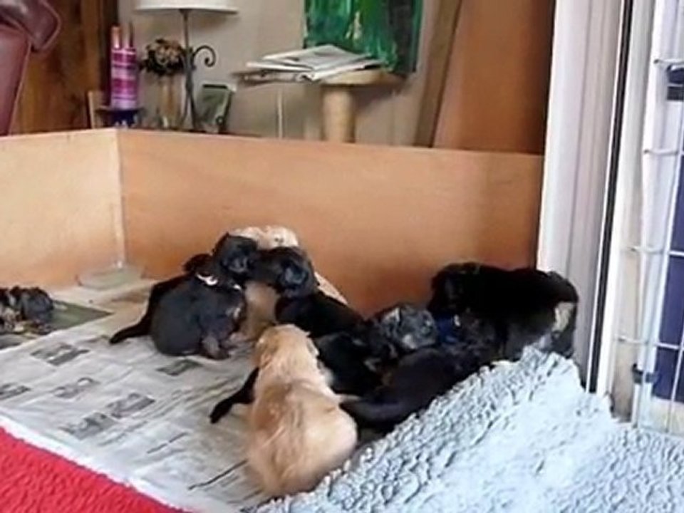 Portée F du Clos chalandré à 3 semaines 1/2