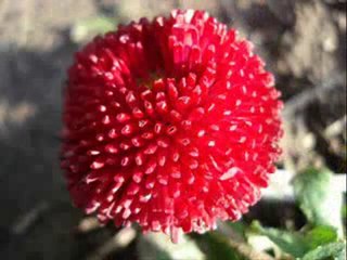 Selçuk Küpçük - Leyla Leyla...