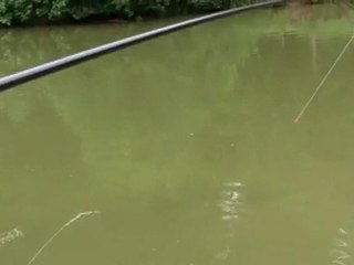 Ma 1ere carpe de 6,5 kg a la canne a coup